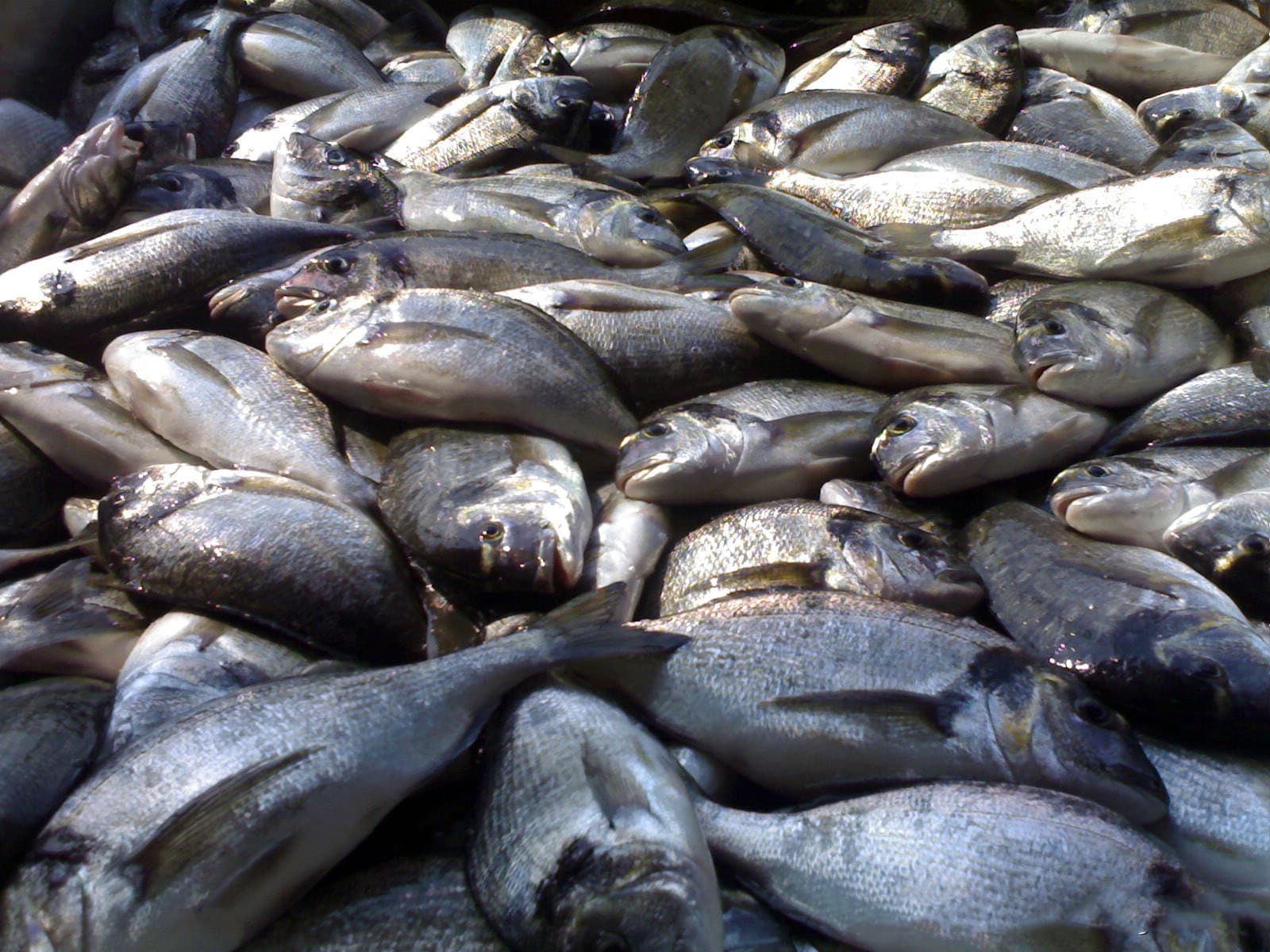 Üretim ve Tesis Vitrini