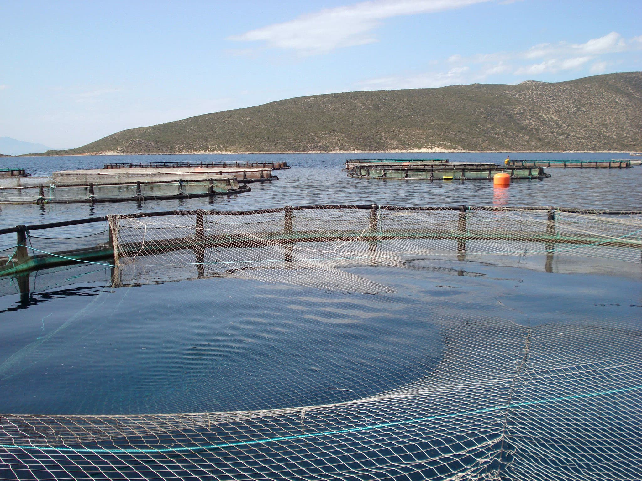 Tesis Genel Görünüm